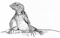 Lizard